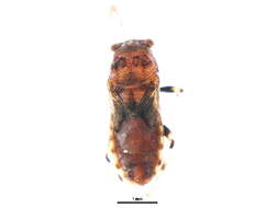 Image of Phlegyas abbreviatus (Uhler & P. R. 1876)