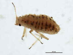 Image of Aphid