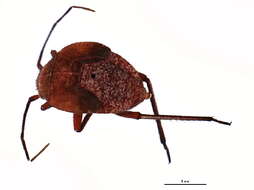 Image of Polymerus basivittis (Reuter 1909)