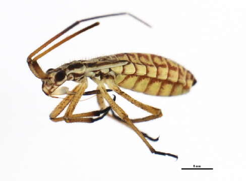 Image of Meadow Plant Bug