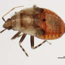 Deraeocoris aphidiphagus Knight 1921 resmi