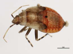 Image of Deraeocoris aphidiphagus Knight 1921