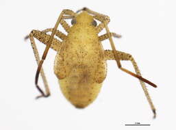 Image of alfalfa plant bug