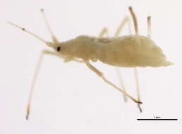 Image of Macrosiphum (Macrosiphum) californicum (Clarke & W. T. 1903)