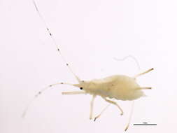 Image of Macrosiphum (Macrosiphum) californicum (Clarke & W. T. 1903)