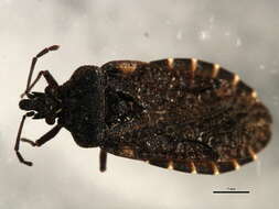 Image of Aradus (Aradus) funestus Bergroth 1913