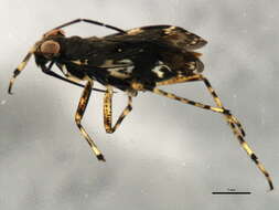 Image de Teloleuca bifasciata (Thomson 1871)