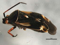Image of Polymerus basivittis (Reuter 1909)