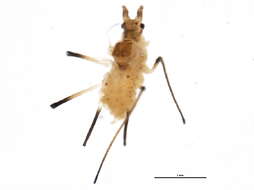 Image of American Hophornbeam Aphid