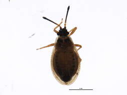 Image of Acalypta elegans Horváth 1906