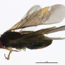 Image of Plagiognathus pemptos Schuh 2001