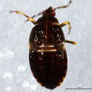 Image of Anthocoris tomentosus Péricart 1971