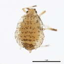 Image of Short-beaked clover aphid