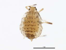Image of Short-beaked clover aphid