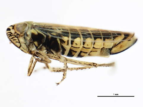 Image of Aster Leafhopper