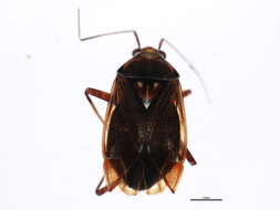 Image of Lygus robustus (Uhler 1895)