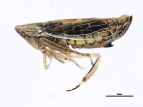 Image of Diplocolenus (Diplocolenus) configuratus bicolor Hamilton 2002