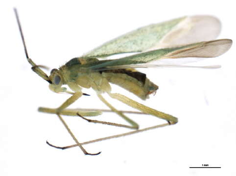 Image of Ilnacorella