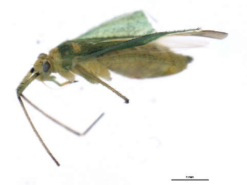 Image of Ilnacorella