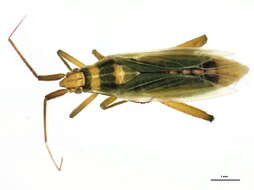 Image of Stenodema trispinosa
