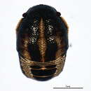 Image of Neottiglossa (Neottiglossa) trilineata (Kirby 1837)