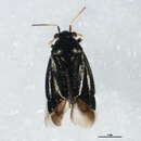 Image of Slaterocoris stygicus (Say 1832)