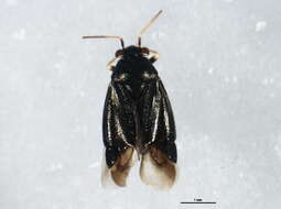 Image of Slaterocoris stygicus (Say 1832)