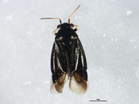 Slaterocoris stygicus (Say 1832)的圖片