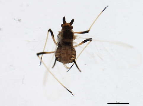 Image of Large Thistle Aphid