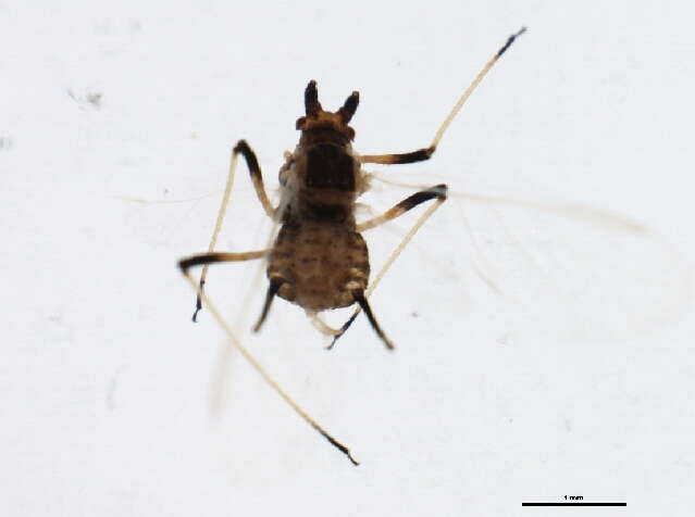 Image of Large Thistle Aphid