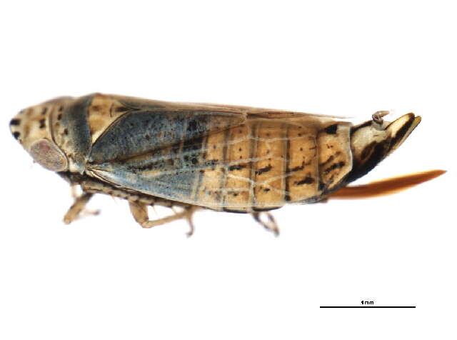 Image of <i>Doratura stylata</i>