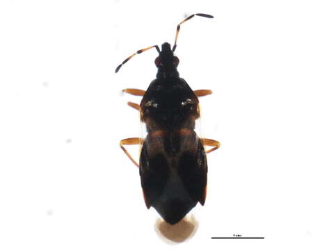 Image of Anthocoris musculus (Say 1832)