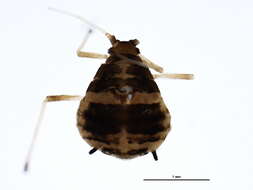 Image of Aphthargelia symphoricarpi (Thomas & C. 1878)