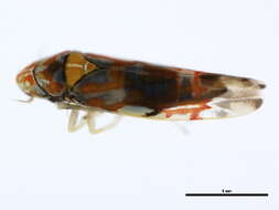 Image of Erythroneura ontari Robinson 1924