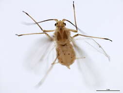 Image of Rose-Grass Aphid