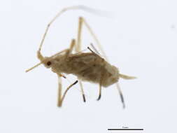 Image of pea aphid