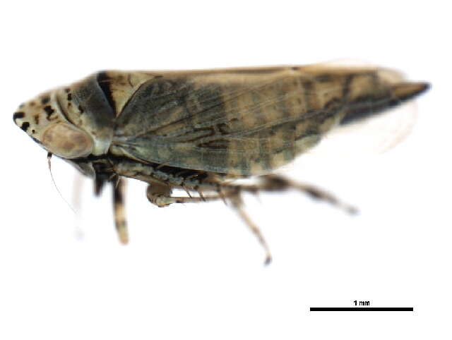 Image of <i>Doratura stylata</i>