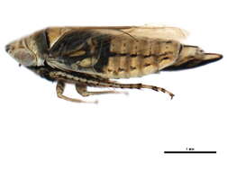 Image of <i>Doratura stylata</i>