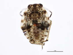 Image of Saldula laticollis (Reuter 1875)