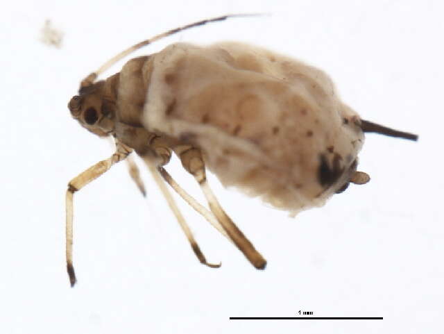 Image of Aphis (Aphis) decepta Hottes & Frison 1931