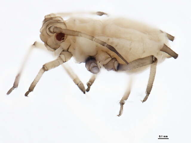 Image of Aphis (Aphis) decepta Hottes & Frison 1931