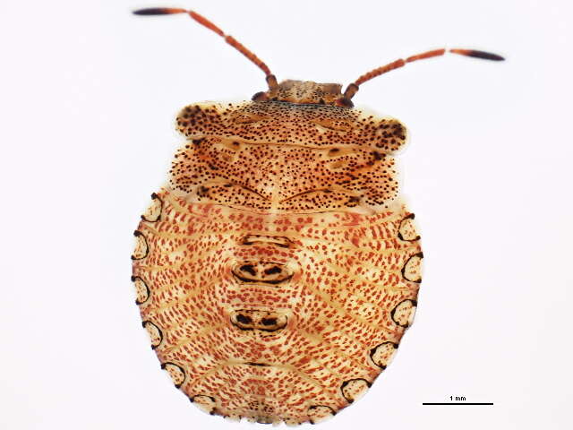 Image of Dusky Stink Bug