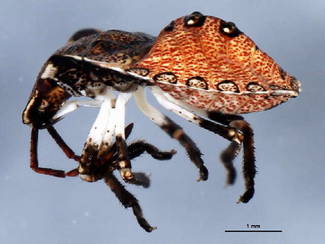 Image of Dusky Stink Bug