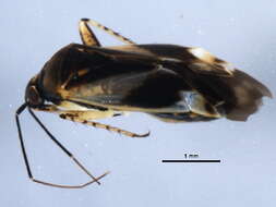 Image of Neoneides muticus (Say 1832)