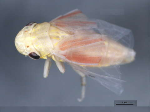 Imagem de <i>Macrosteles binotatus</i>