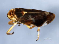 Image of Eurygaster amerinda Bliven 1956