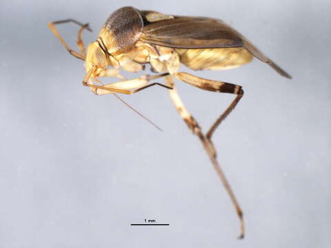 Image of Pale legume bug