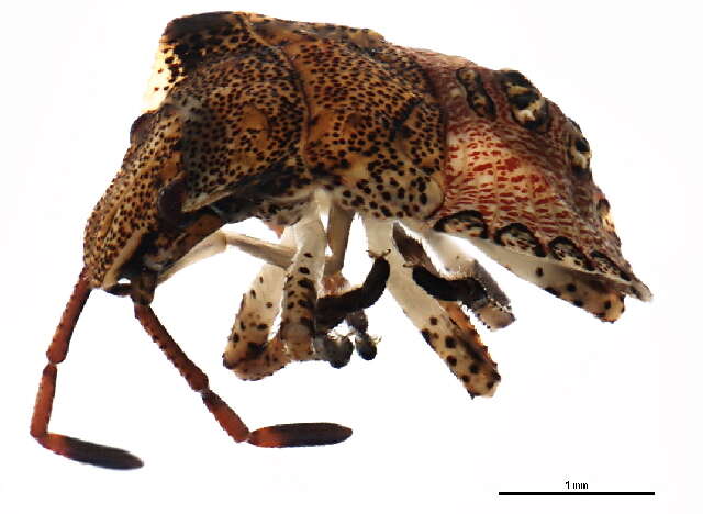 Image of Dusky Stink Bug