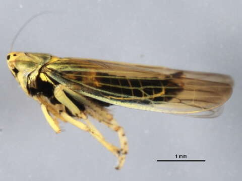 Image of <i>Cicadula subcupraea</i>