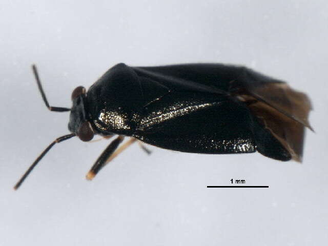 Slaterocoris stygicus (Say 1832)的圖片